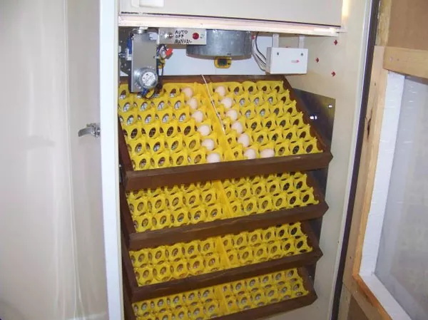 Egg Incubator